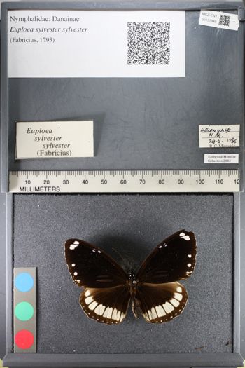Media type: image;   Entomology 137945